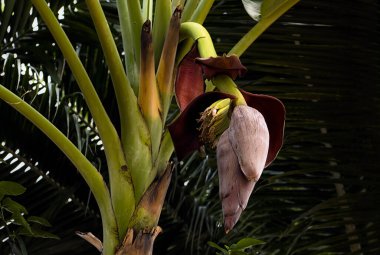 Muz ağaçlarının üzerinde muzlu lahana. Yeşil Ağaç Arkaplanda Kırmızı Muz Ağacı. Muz, Güneydoğu Asya 'da yetişen bir tropikal meyve ağacı..