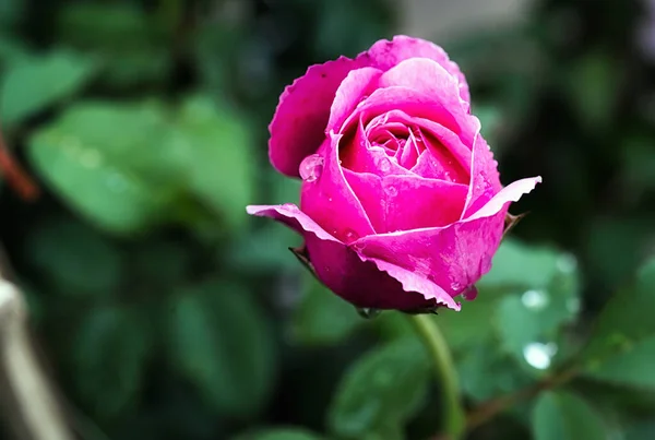 Rose Rose Fleur Avec Bourgeons Dans Roseraie — Photo