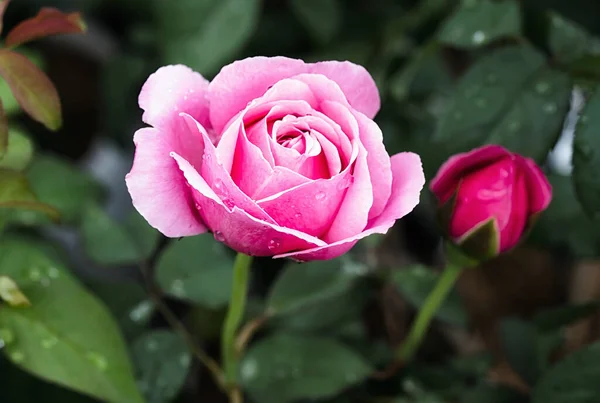 Rosa Flor Rosa Con Brotes Jardín Rosas —  Fotos de Stock