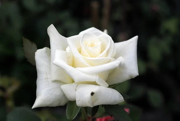 Belle Rose Blanche Dans Jardin — Photo