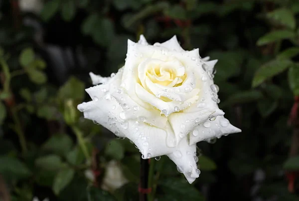 Belle Rose Blanche Dans Jardin — Photo