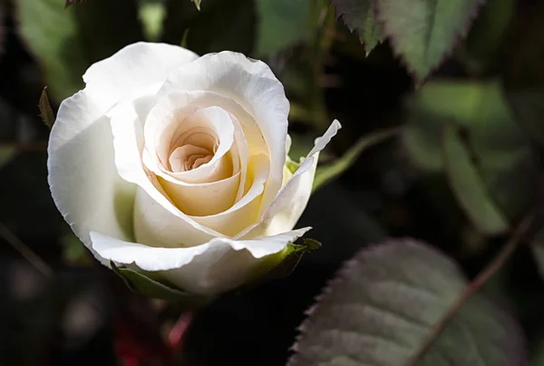 Belle Rose Blanche Dans Jardin — Photo