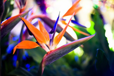 Turna çiçeği ya da cennet kuşu