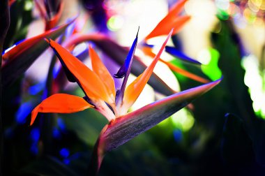 Turna çiçeği ya da cennet kuşu