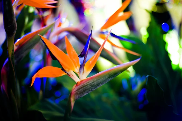 Kwiat żurawia lub rajski ptak — Zdjęcie stockowe