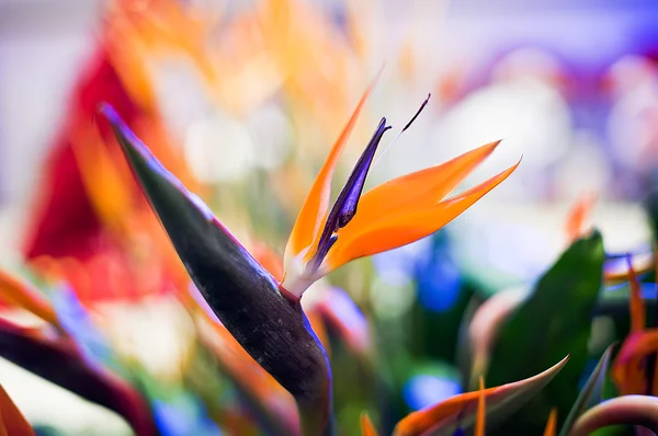 Kranichblume oder Paradiesvogel — Stockfoto