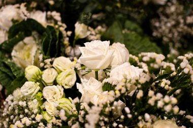  arka plan olarak güzel güller 