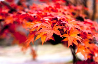 Doğal ortamda parlak sonbahar yaprakları