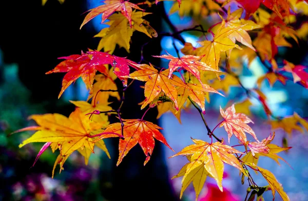 Helle Herbstblätter in der natürlichen Umgebung — Stockfoto