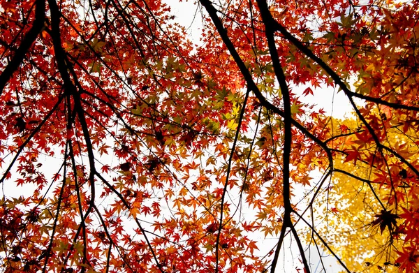 Helle Herbstblätter in der natürlichen Umgebung — Stockfoto