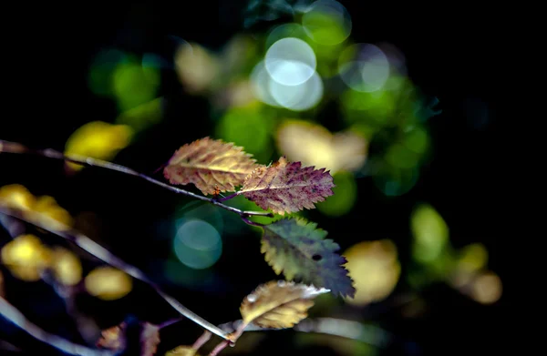 ใบไม้ร่วงสดใสในสภาพแวดล้อมธรรมชาติ — ภาพถ่ายสต็อก