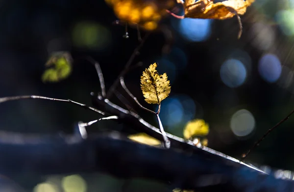 Hojas de otoño brillantes en el entorno natural —  Fotos de Stock