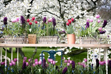 Keukenhof, Hollanda