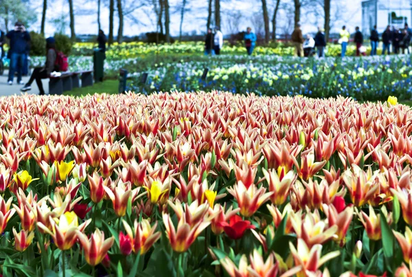 Keukenhof, Hollandia — Stock Fotó