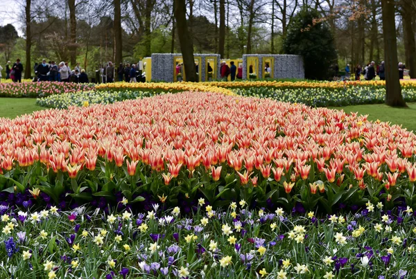 Keukenhof, Hollanda — Stok fotoğraf