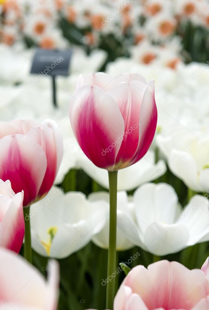 Keukenhof, the Netherlands