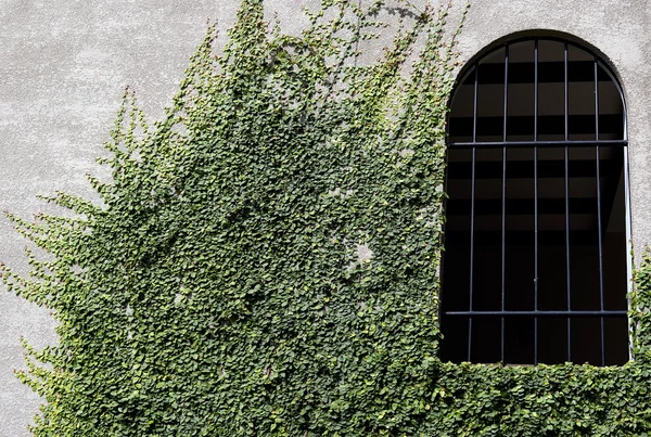 Venster van een huis die bedekt met klimop — Stockfoto