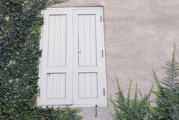 Ivy ile kaplı bir evin penceresi — Stok fotoğraf