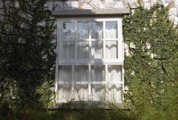 Janela de uma casa coberta de hera — Fotografia de Stock