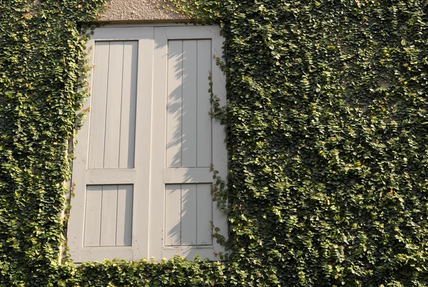 Finestra di una casa coperta di edera — Foto Stock