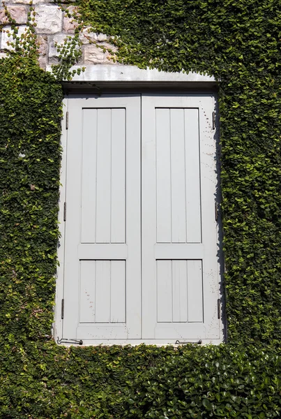 Ventana de una casa cubierta de hiedra — Foto de Stock