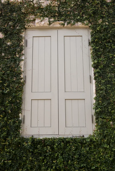 Fönstret på ett hus täckt av murgröna — Stockfoto