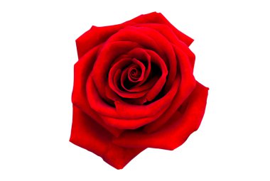 kırmızı gül beyaz arkaplanda izole