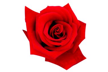 kırmızı gül beyaz arkaplanda izole