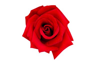 kırmızı gül beyaz arkaplanda izole