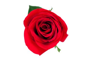 kırmızı gül beyaz arkaplanda izole