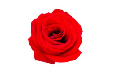 kırmızı gül beyaz arkaplanda izole