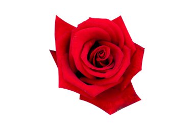 kırmızı gül beyaz arkaplanda izole