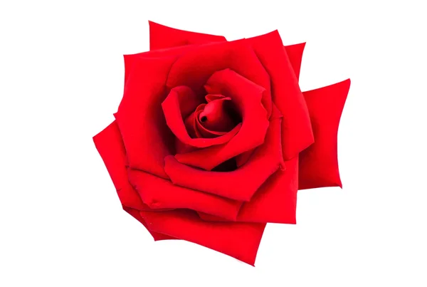 Red rose isolated on white background — Stock Photo, Image