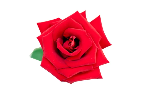 Red rose isolated on white background Stock Image