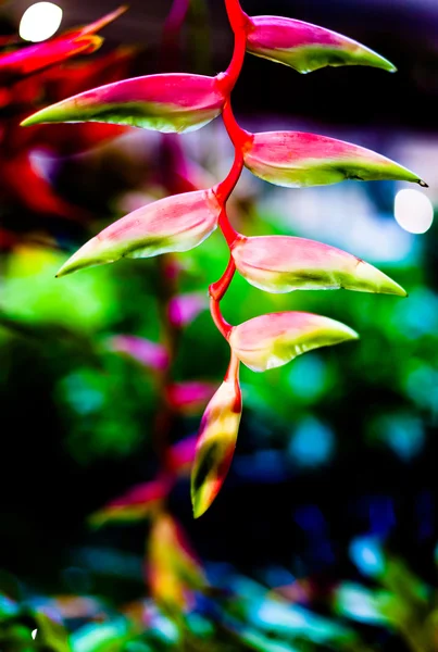 仙鹤花或天堂鸟 — 图库照片