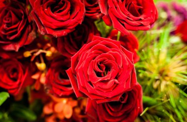  arka plan olarak güzel güller 