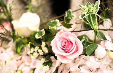  arka plan olarak güzel güller 