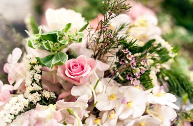  arka plan olarak güzel güller 