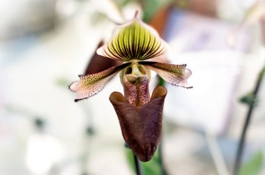 güzel orkide çiçekler