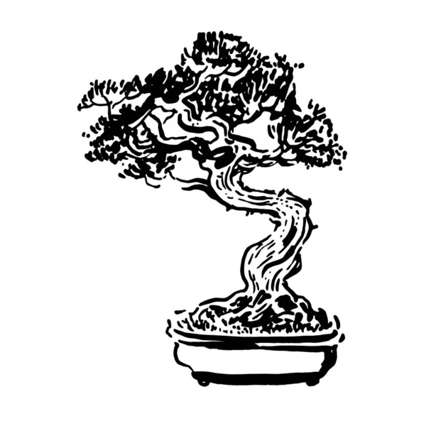 Árbol de bonsái viejo japonés en maceta dibujado a mano logo — Vector de stock
