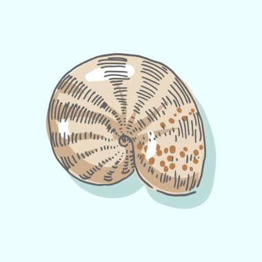 Deniz kabuğu, deniz kabuğu, yumuşakça, kabuklu deniz canlıları, deniz illüstrasyonu