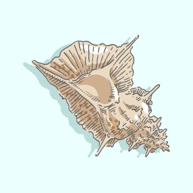 Deniz kabuğu, deniz kabuğu, yumuşakça, kabuklu deniz canlıları, deniz illüstrasyonu