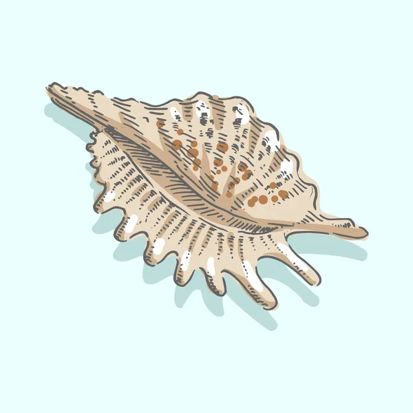 Морской ад, раковина, море, моллюски, моллюски, морские иллюстрации — стоковый вектор