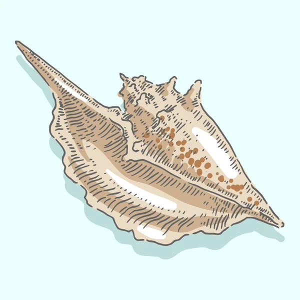 Concha, concha, mar, molusco, molusco, molusco, ilustração náutica —  Vetores de Stock
