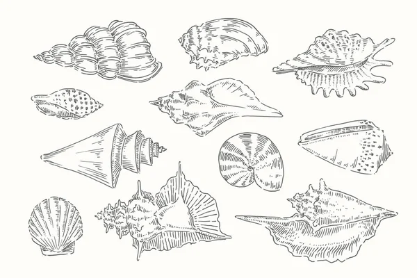 Muschel, Muschel, Meer, Weichtiere, Schalentiere, nautische Illustration — Stockvektor