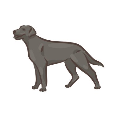 Şirin köpek Labrador-retriever cinsi soyağacı vektör çizimi 