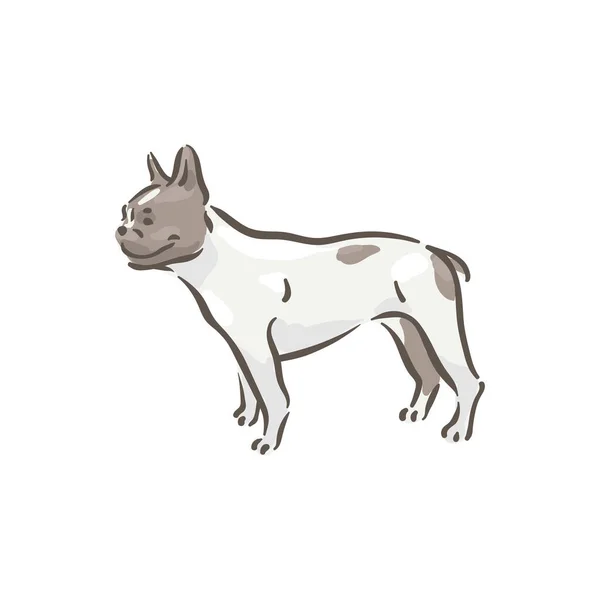 Niedlicher Hund Französisch Bouledogue Rasse Stammbaum Vektor Illustration — Stockvektor