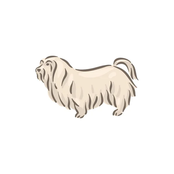 Chien mignon illustration vectorielle pedigree de race maltaise — Image vectorielle