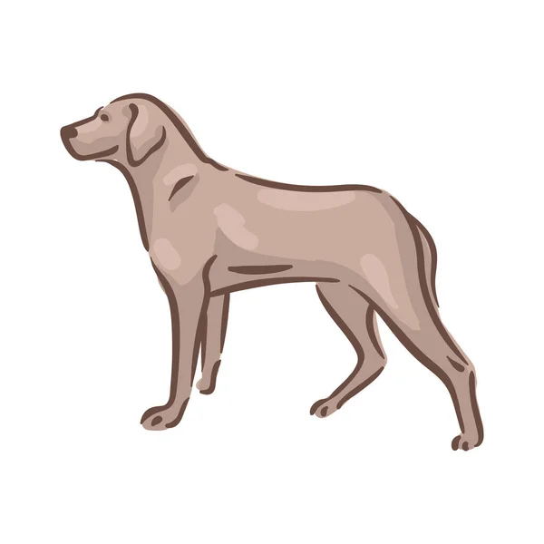 Leuke hond Magyar Vizsla ras stamboom vector illustratie — Stockvector