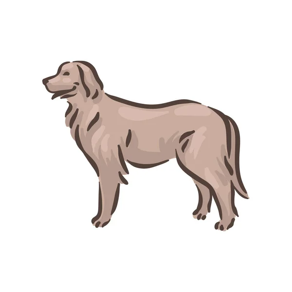 Leuke hond Hovawart ras stamboom vector illustratie — Stockvector